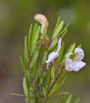 Apalachicola false rosemary